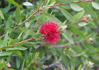 Callistemon citrinus, Melaleuca citrina, crimson plant, bottlebrush plant in bloom