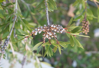 Callistemon citrinus, Melaleuca citrina, crimson plant, bottlebrush plant 