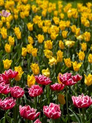 Beautiful bright tulips growing outdoors on sunny day