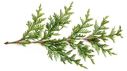 Green thuja branch isolated on white background