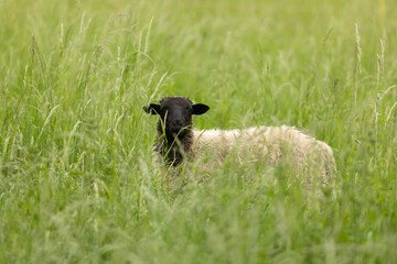 Schafe im hohen Gras im Freiland