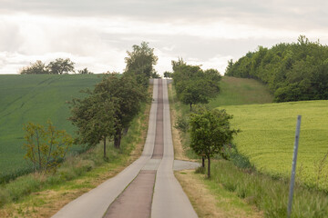 Getreidefeld mit Ähren der Gerste