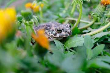 European green toad (Bufo viridis) hiding in dandelion flowers in spring. the most common amphibian species in Europe