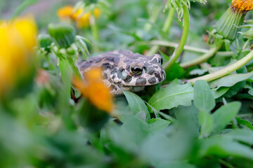 European green toad (Bufo viridis) hiding in dandelion flowers in spring. the most common amphibian...