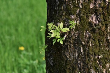 tree in spring