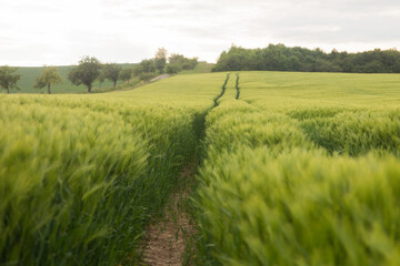 Getreidefeld mit Gerste im Frühjahr