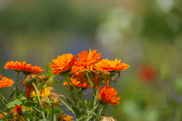 Scientifically called Calendula officinalis, this plant with a showy, golden flower has as many names as there are petals