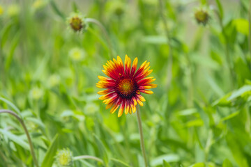 Gaillardia pulchella The plant is a larval host of the fringed patch butterfly and painted schinia moth, which feed on its foliage