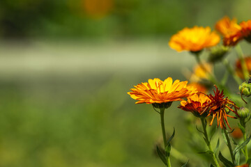 The calendula plant is perfect for borders combined with vigorous perennials