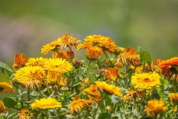 The calendula plant is used externally in the form of infusions, tinctures and ointments for the...