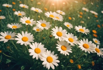Fototapeta premium Daisies flower closeup Realistic Light with summer season flower concept