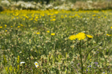 Fototapeta premium Closeup of a yellow flowering plant in the field