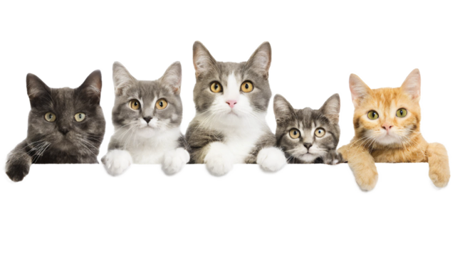cats looking over white banner isolated on transparent background