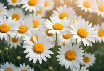 Fototapeta premium Daisies flower closeup Realistic Light with summer season flower concept