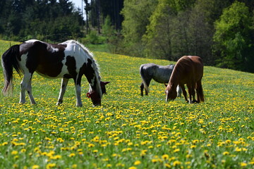 Bunte Pferdeherde auf der Frühlingswiese