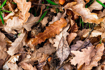 Fall Leaves. autumn dry leaves and acorns on the ground, Background