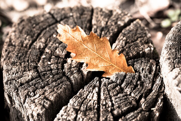 Background.  autumn dry oak leaf on the rustic wood