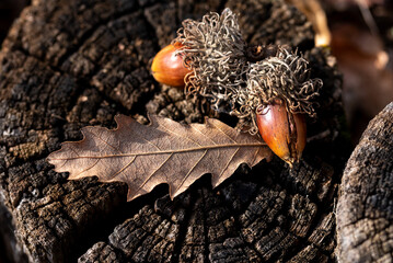Background.  autumn dry leaves and acorns on the rustic wood