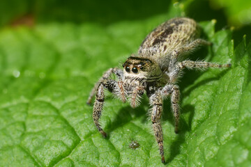 Closeup on a cute hairy North-American bronze lake jumper spider, Eris sitting on a green leaf