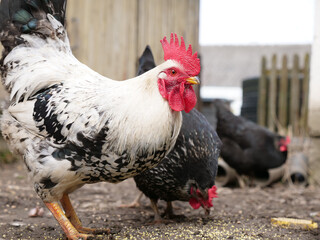 Rooster and chickens in agricultural conditions.