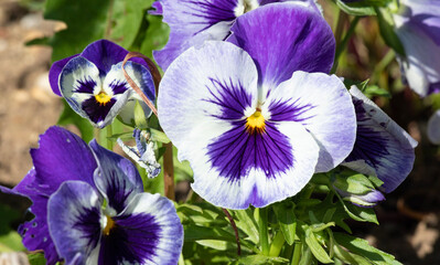 Pansy purple white flower close up