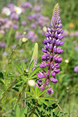 Close up lupin pink purple flower in summer