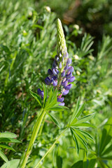 Lupino plant in bloom in green garden bed