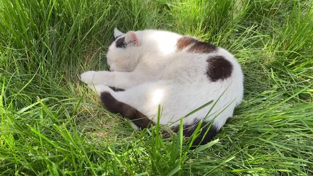 Black and White Cat Sleeps in the Grass 1