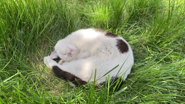 Black and White Cat Sleeps in the Grass 2