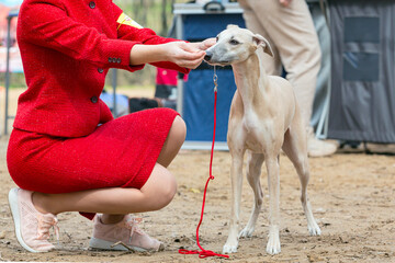 Handler shows a dog breed The Saluki a dog show. The Saluki is a standardised breed developed from...