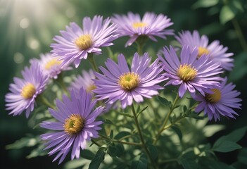 Fototapeta premium Aster flower closeup Realistic Light with summer season flower concept