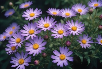 Fototapeta premium Aster flower closeup Realistic Light with summer season flower concept