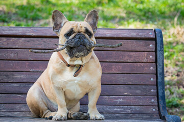 A French bulldog is sitting on a bench with a stick in his teeth