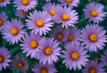 Fototapeta premium Aster flower closeup Realistic Light with summer season flower concept
