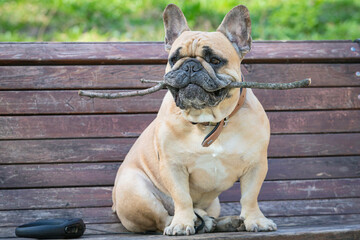 A French bulldog is sitting on a bench with a stick in his teeth