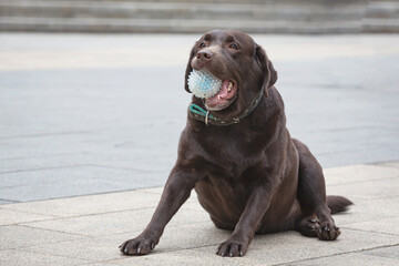 A brown Labrador  on the road