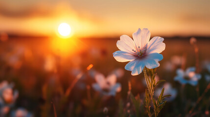 nerium oleader flower in the field at sunrise 