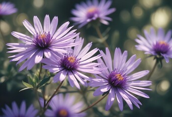 Obraz premium Aster flower closeup Realistic Light with summer season flower concept