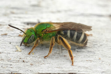 Closeup on a colorful North American green metallic sweat bee, Agapostemon virescens from Oregon,...