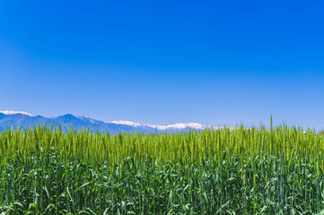 実りゆく小麦と信州の春