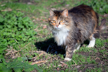 A village cat in the summer on the street close-up.