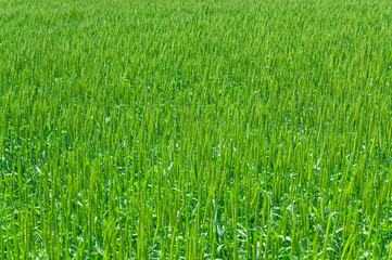 春の鮮やかな小麦畑　