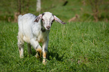 Obraz premium A white goat runs through a green meadow. Close-up.