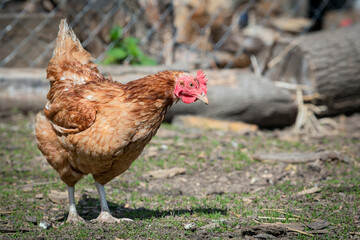 Close up of domestic chicken feeding on traditional rural barnyard. Hens on barn yard in eco farm. Free range poultry farming concept.