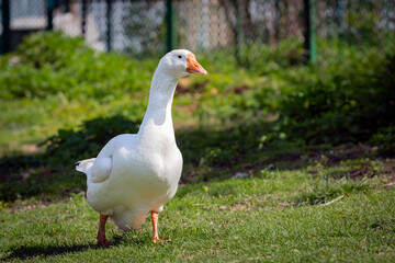 A white goose walks through the village close-up.