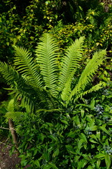 fern leaves