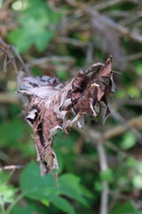 dead leaf on branch 