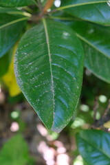 leaf with water drops