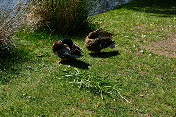 ducks on the lawn in a park 