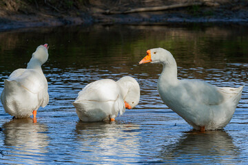 Obraz premium A white goose walks through the village close-up.
